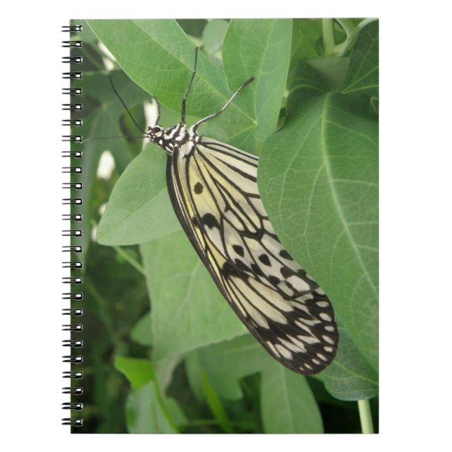 Caderno Espiral Notebook com borboleta de papagaio (Frente)
