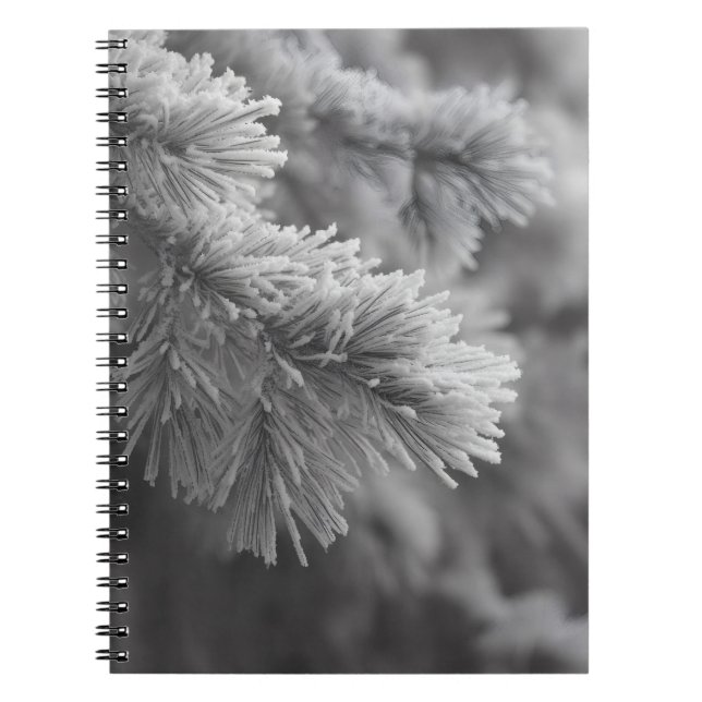 Caderno Espiral Notebook com ramificação de inverno do pinheiro fo (Frente)
