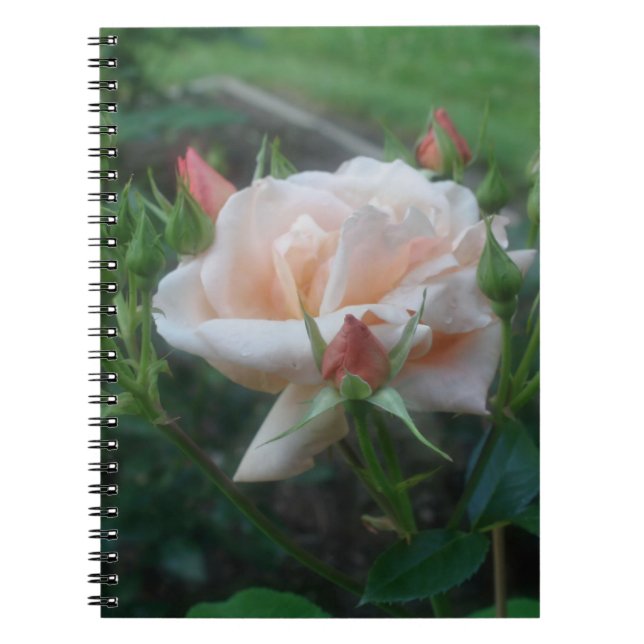Caderno Espiral Notebook com ventilador de Rosa de pêssego (Frente)