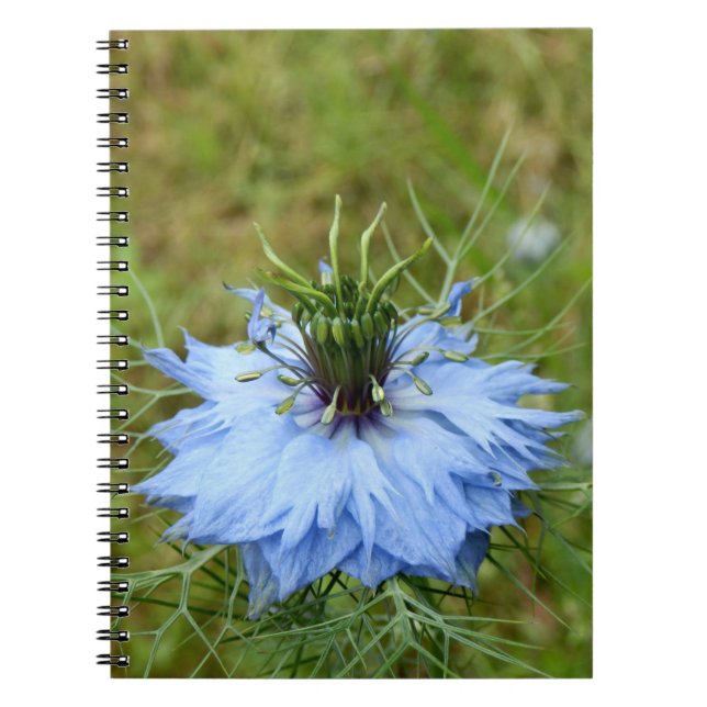 Caderno Espiral Notebook Cornflower Spiral (Frente)