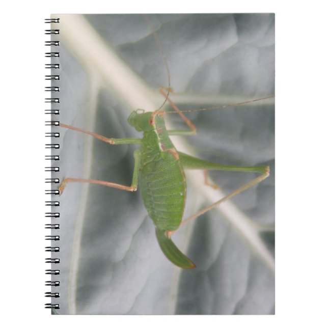 Caderno Espiral Notebook Cricket Macro Verde (Frente)