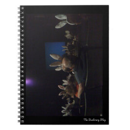 Caderno Espiral Notebook de cinema de coelho