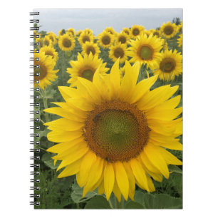 Caderno Espiral Notebook de colheita de girassol amarelo