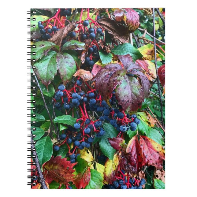 Caderno Espiral Notebook de cores ricas (Frente)