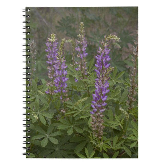 Caderno Espiral Notebook de flor selvagem (Frente)