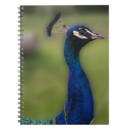 Caderno Espiral Notebook de fotografia em pavão