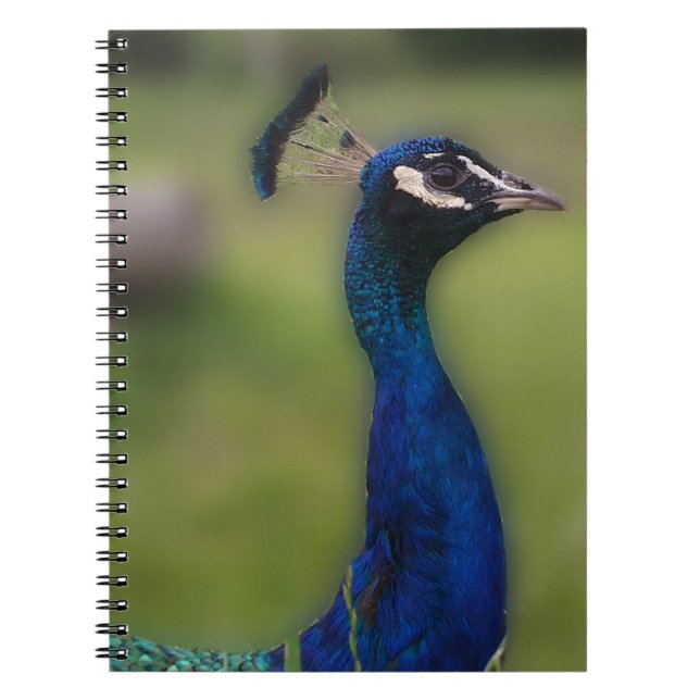 Caderno Espiral Notebook de fotografia em pavão (Frente)