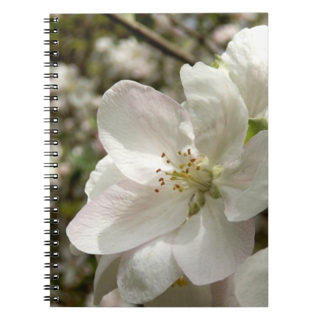 Caderno Espiral Notebook de fotos do Apple Blossom (Frente)