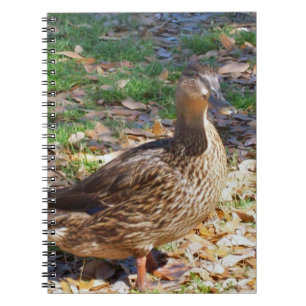 Caderno Espiral Notebook de fotos espirais do Mallard Duck