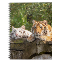 Caderno Espiral Notebook de fotos espiral