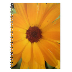 Caderno Espiral Notebook de margarida laranja
