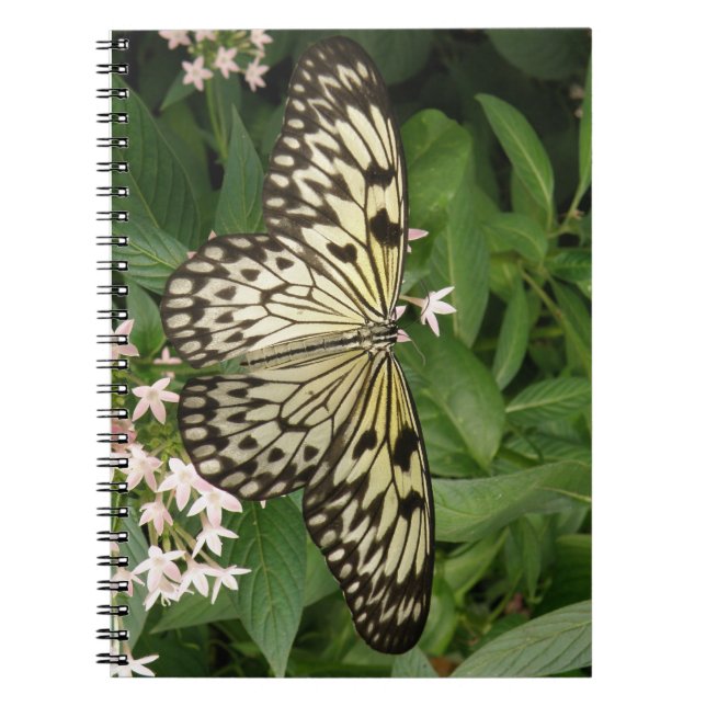 Caderno Espiral Notebook de papagaio (Frente)
