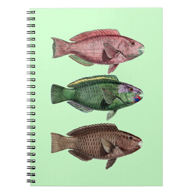 Caderno Espiral Notebook de Peixe-Papagaio (Frente)