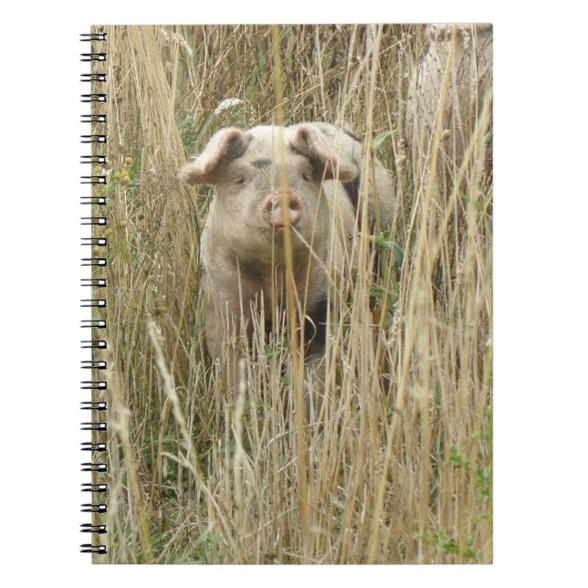 Caderno Espiral Notebook de porcos bonitos (Frente)