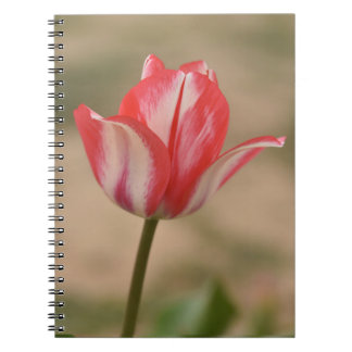 Caderno Espiral Notebook/Diário espiral Tulip