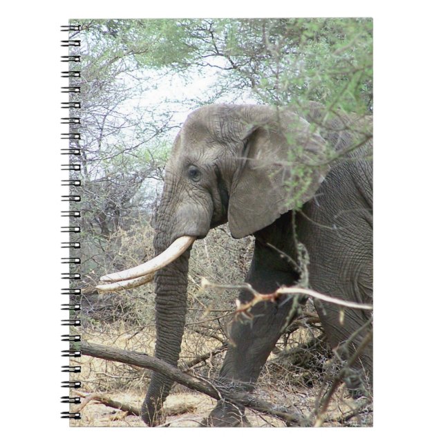 Caderno Espiral Notebook elefante (Frente)