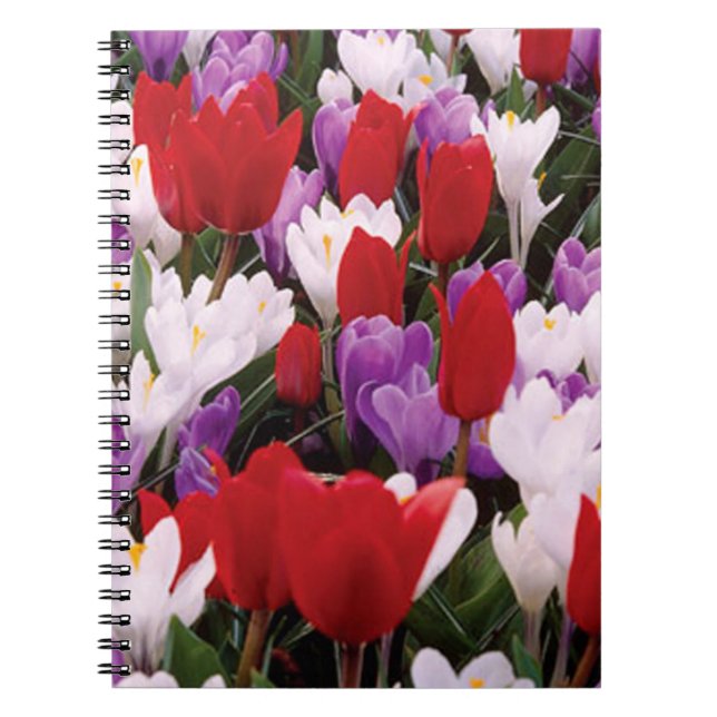 Caderno Espiral Notebook espiral Colorido Flores de Tulipas (Frente)
