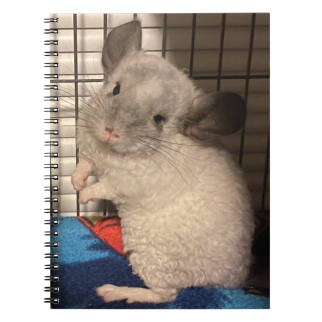 Caderno Espiral Notebook espiral Curly Chinchilla (Frente)