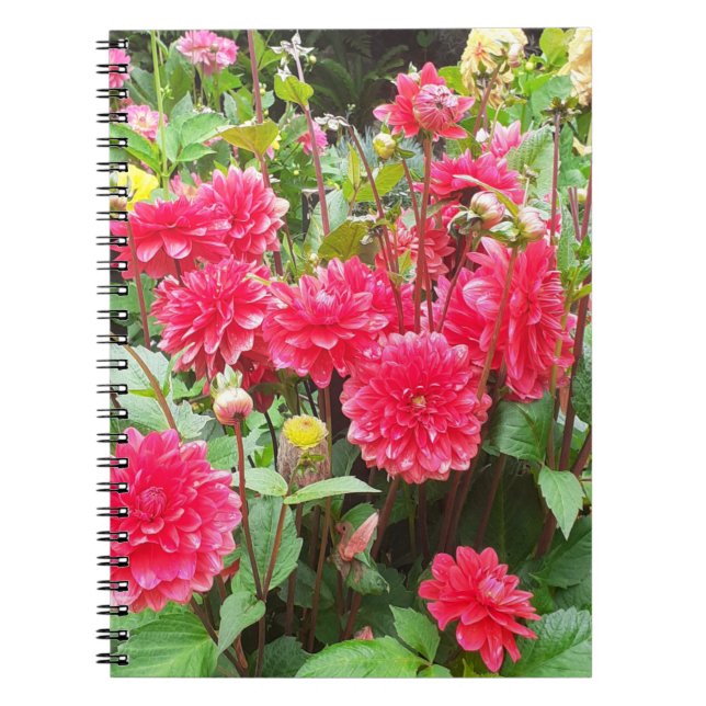 Caderno Espiral Notebook espiral Dahlias cor-de-rosa profundo (Frente)