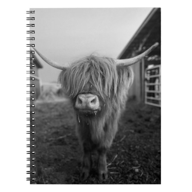 Caderno Espiral Notebook espiral de Vaca Highland (Frente)