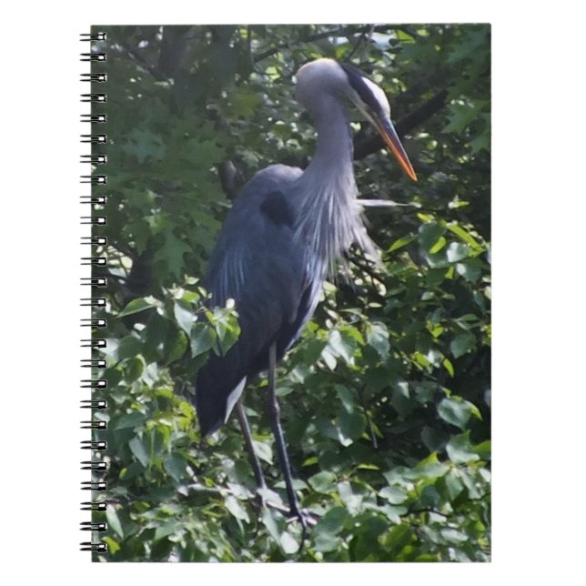 Caderno Espiral Notebook Excelente Blue Heron (Frente)