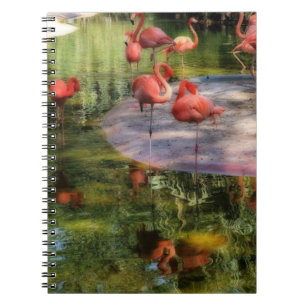 Caderno Espiral Notebook Flamingo