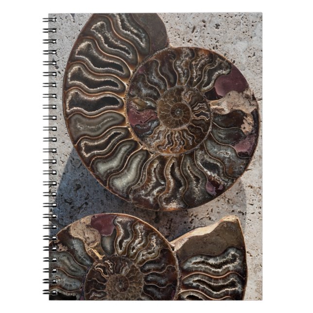 Caderno Espiral Notebook Fossil Ammonite (Frente)