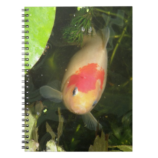 Caderno Espiral Notebook Goldfish (Frente)