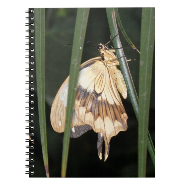 Caderno Espiral Notebook Gorgeth Moth (Frente)