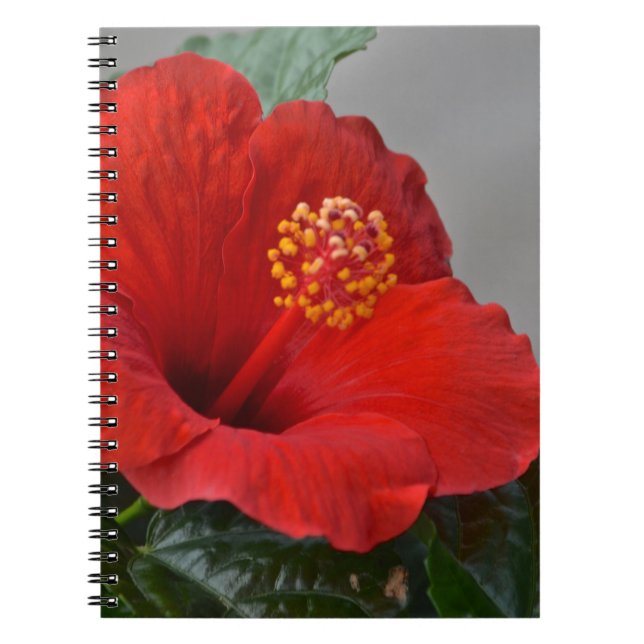 Caderno Espiral Notebook Hibiscus (Frente)