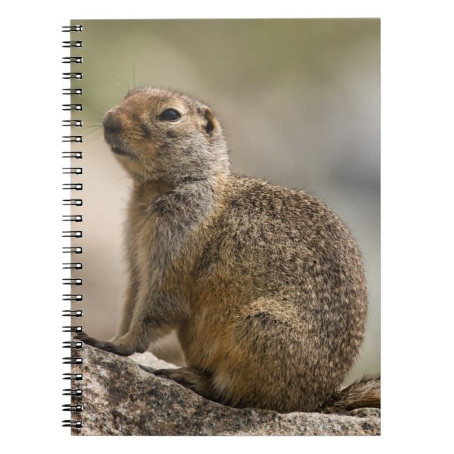 Caderno Espiral Notebook Hoary Marmot (Frente)