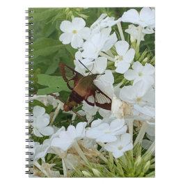 Caderno Espiral Notebook Hummingbird