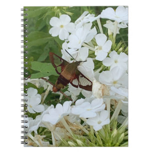 Caderno Espiral Notebook Hummingbird