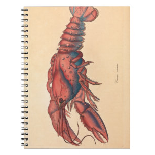 Caderno Espiral Notebook James Sowerby Sernotado de Lagosta