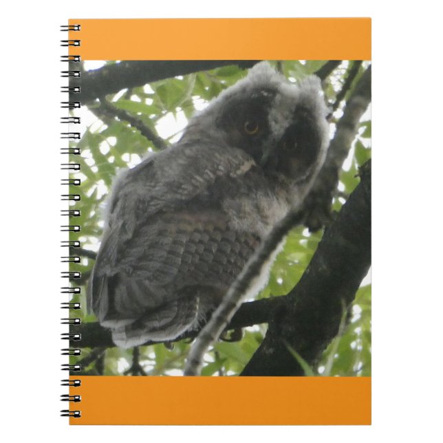 Caderno Espiral Notebook jovem de orelha longa coruja (Frente)