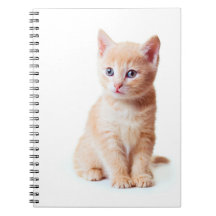 Notebook Kitten