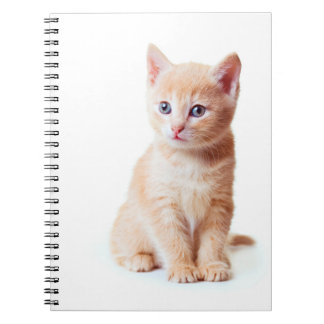 Caderno Espiral Notebook Kitten
