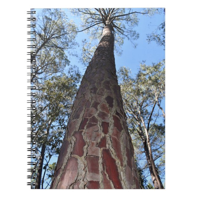 Caderno Espiral Notebook La Gerche Ponderosa Pine Spiral (Frente)