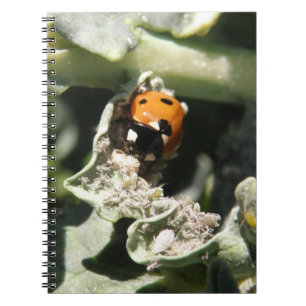 Caderno Espiral Notebook Ladybug britânico 7 Spot