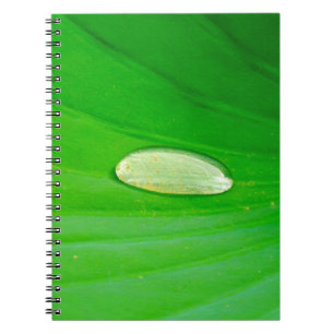 Caderno Espiral Notebook Lily Pad Photo