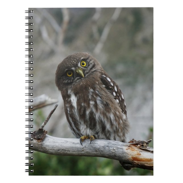 Caderno Espiral Notebook Norte Pygmy Owl (Frente)