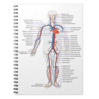 Caderno Espiral Notebook Personalizado de Anatomia e Circulação Hu