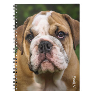 Caderno Espiral Notebook Personalizado Inglês Bulldog Dog