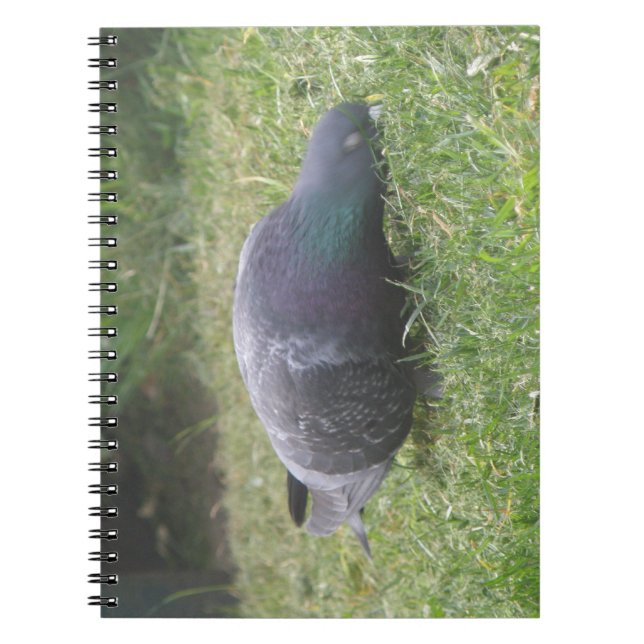 Caderno Espiral Notebook Pigeon com dormir (Frente)