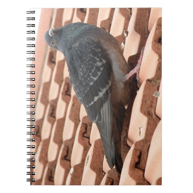 Caderno Espiral Notebook Pigeon De Telhado (Frente)