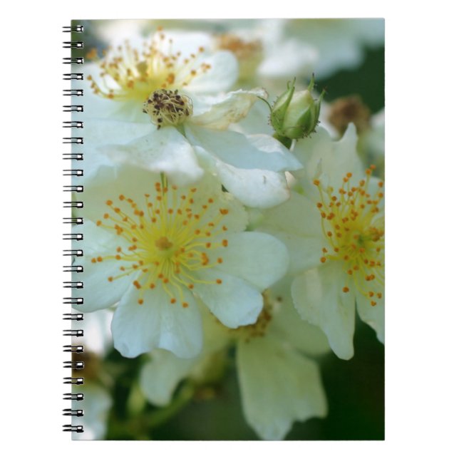 Caderno Espiral Notebook Rambling Rosa Flower Nature (Frente)