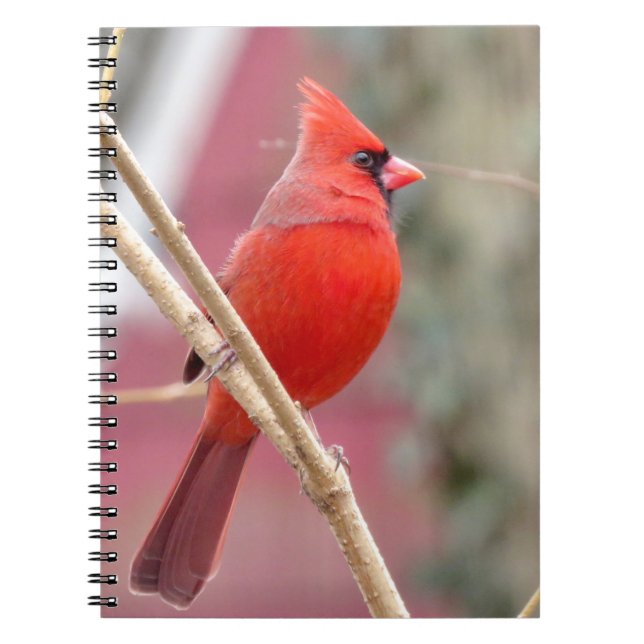 Caderno Espiral Notebook Red Cardinal Spiral (Frente)