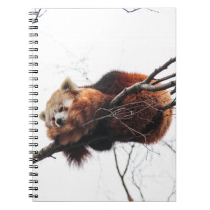 Caderno Espiral Notebook Red Panda