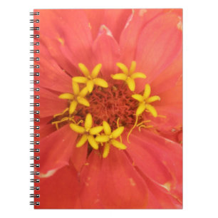 Caderno Espiral Notebook Red Zinnia Macro