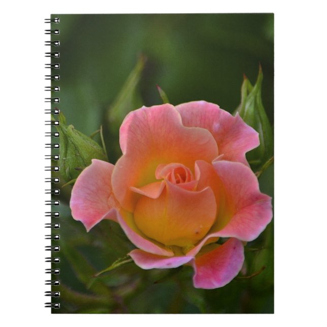 Caderno Espiral Notebook rosa (Frente)
